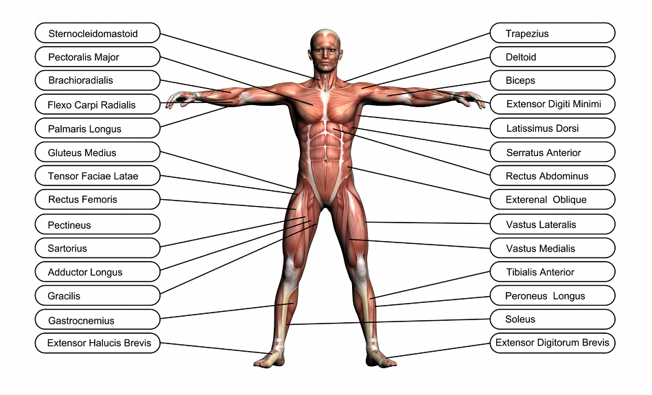 http://www.courspilatesparis.com/wp-content/uploads/2015/06/pilates-muscles-human.png
